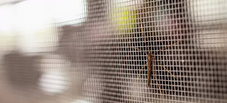 Repair Mosquito Mesh For Windows in Pace, FL